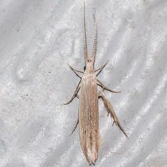Coleophora manitoba