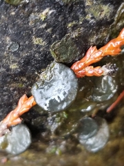 Cricotopus nostocicola