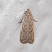 Helcystogramma chambersella - Photo (c) Royal Tyler, alguns direitos reservados (CC BY-NC-SA), uploaded by Royal Tyler