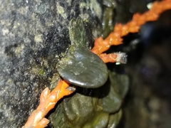 Cricotopus nostocicola