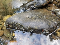 Cricotopus nostocicola