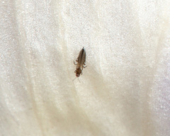 Panchaetothripidae