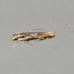 Melanocinclis lineigera