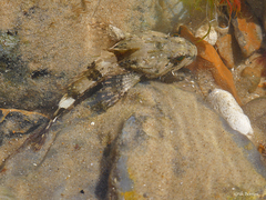 Taurulus bubalis
