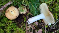 Russula mordax