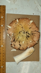Russula mordax