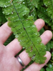 Adiantum aleuticum aleuticum