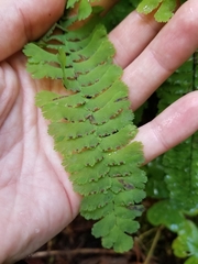 Adiantum aleuticum aleuticum
