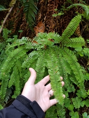 Adiantum aleuticum aleuticum