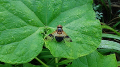 Volucella tabanoides