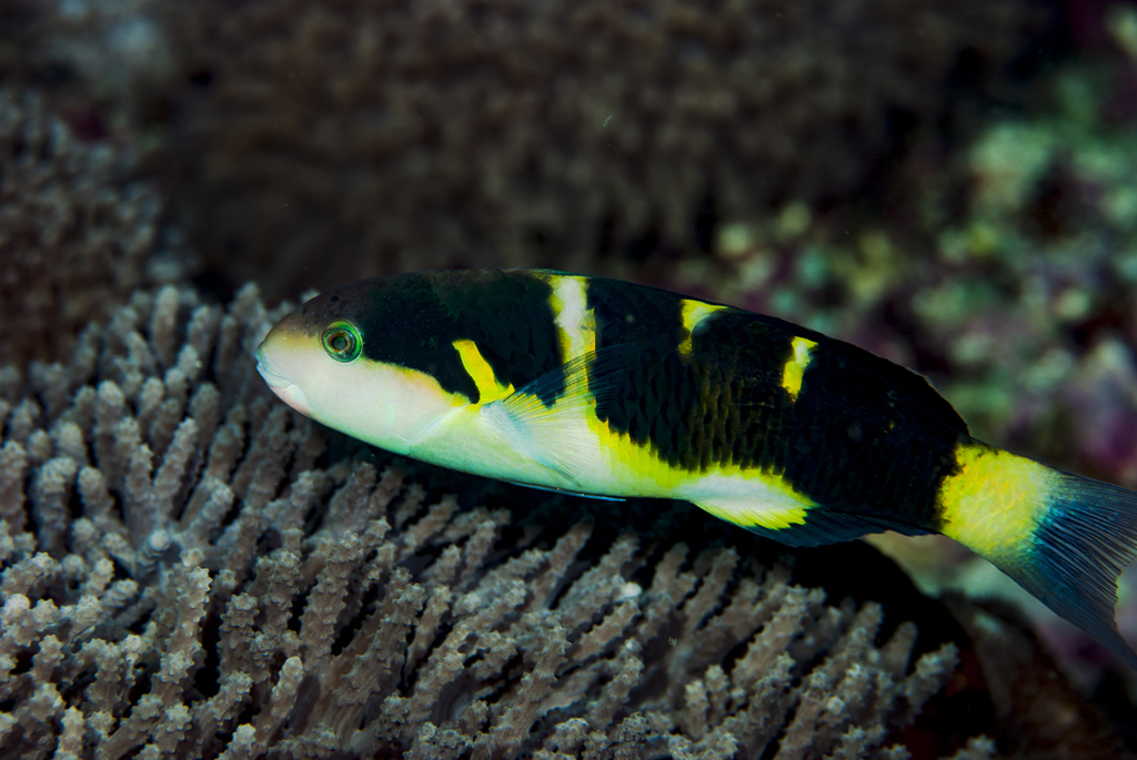 Jansen's Wrasse
