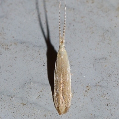 Coleophora manitoba