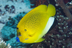 Apolemichthys trimaculatus