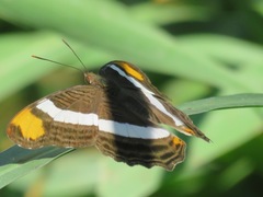 Adelpha fessonia