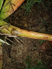 Sphaerodactylus argivus