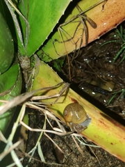 Sphaerodactylus argivus