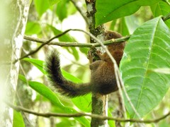 Sciurus pucheranii