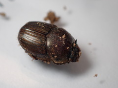 Onthophagus rectecornutus
