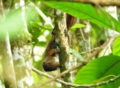 Sciurus pucheranii