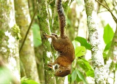 Sciurus pucheranii