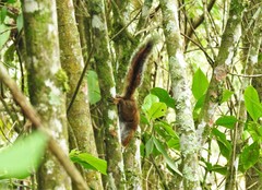 Sciurus pucheranii