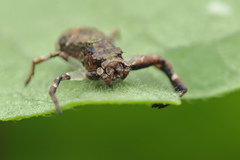 Strigoplus netravati