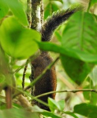 Sciurus pucheranii