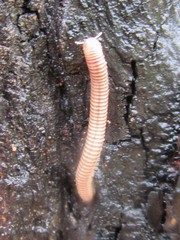 Australocricus