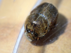 Onthophagus rectecornutus