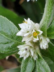 Alternanthera bettzickiana