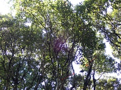 Cyanoramphus auriceps