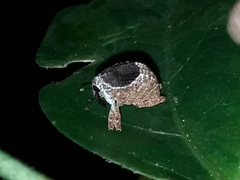 Eubulus triangularis