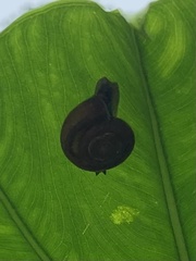 Quantula