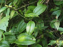 Smilax bracteata
