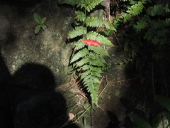 Diplazium viridissimum