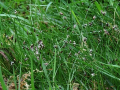 Eleocharis pachycarpa