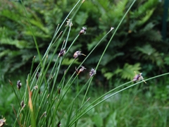 Eleocharis pachycarpa