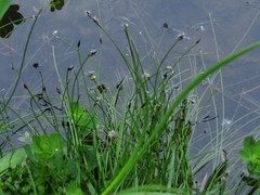 Eleocharis pachycarpa
