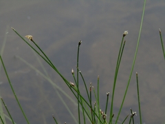 Eleocharis pachycarpa