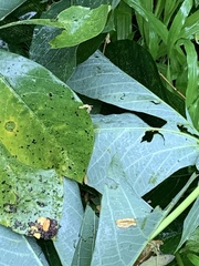 Ficus fistulosa