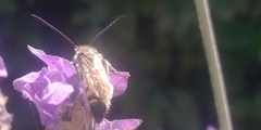 Scoliidae