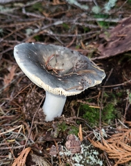 Russula medullata