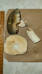 Russula medullata