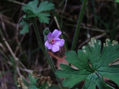 Geranium berteroanum