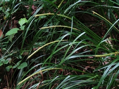 Carex phleoides