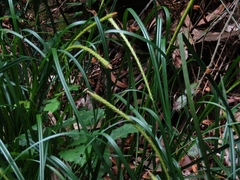 Carex phleoides