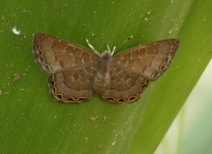 Voltinia phryxe