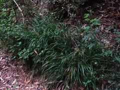 Carex phleoides
