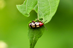 Disonycha scriptipennis