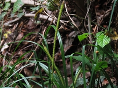 Carex phleoides